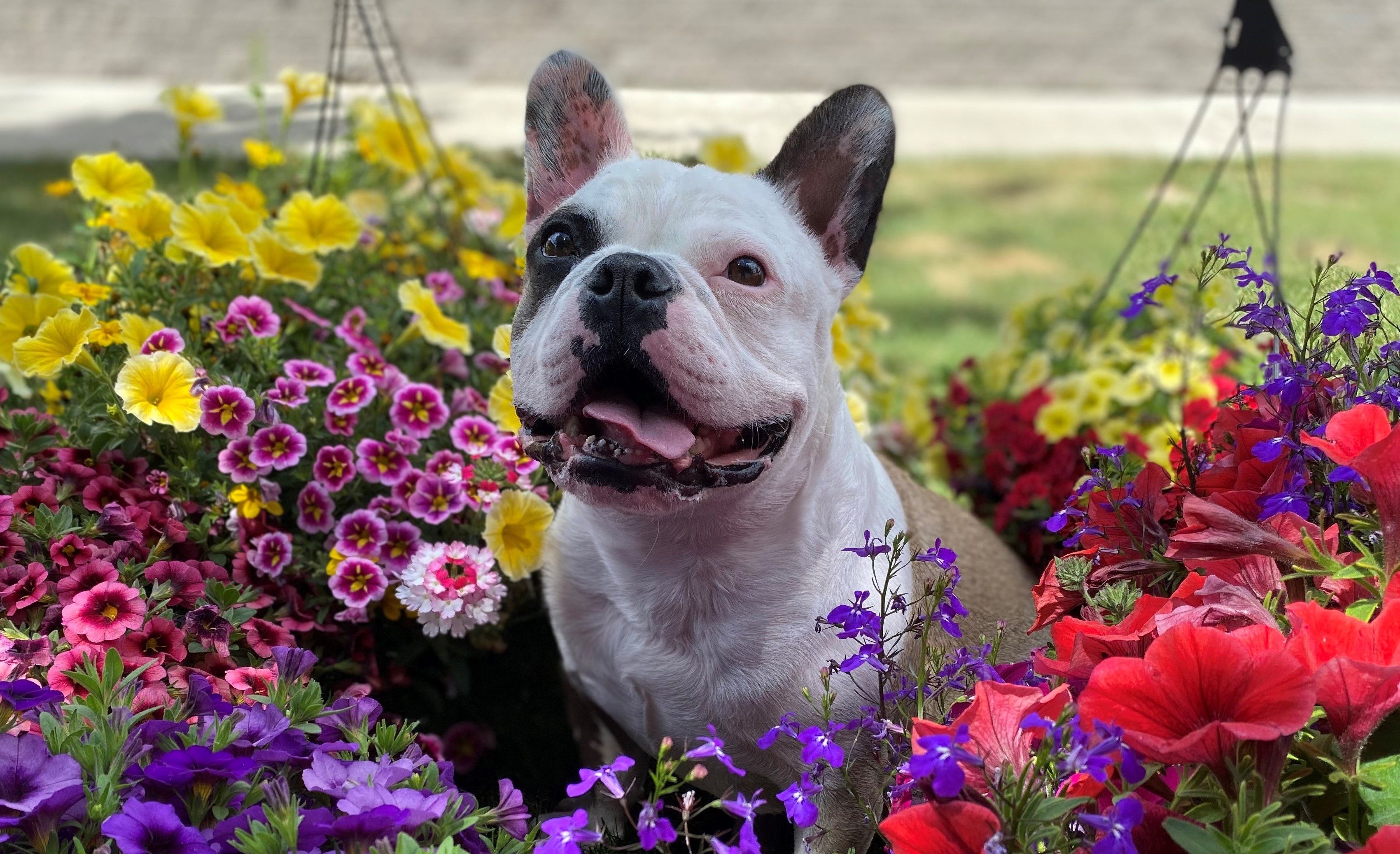 Manny, French Bulldog sitting in flowers